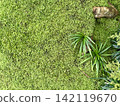 Green moss and plants on the floor in the garden, top view 142119670