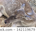 Close up of a young deer lying in the grass in the park 142119679