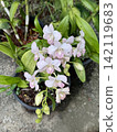 Beautiful pink orchids flower in the garden at summer day. 142119683