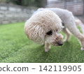 一隻玩具貴賓犬正在觀察周遭的環境。 142119905