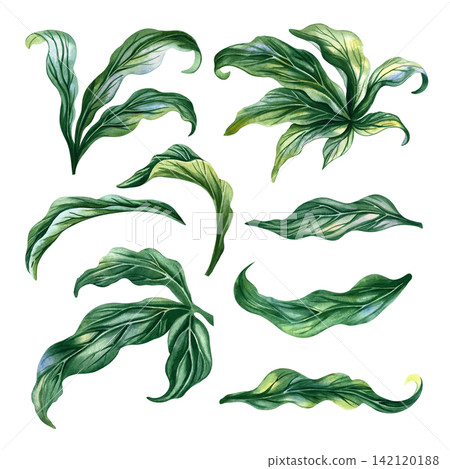 A set featuring peony flower leaves. A hand drawn watercolor illustration. Suitable for greeting cards, invitations, and well wishes, as well as for textiles, labels, packaging, and much more. 142120188