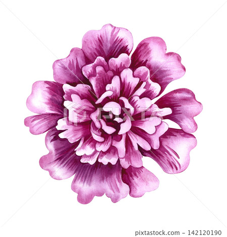 Pink peony flower. A hand drawn watercolor illustration. Perfect for designing greeting cards, invitations and congratulations. Suitable for textiles, labels, packaging and much more. Pink peony flower. A hand drawn watercolor illustration. Perfect for designing greeting cards, invitations and congratulations. Suitable for textiles, labels, packaging and much more. 142120190