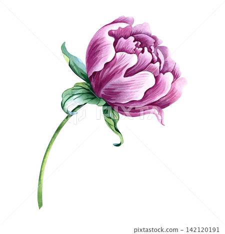 Pink peony flower. A hand drawn watercolor illustration. Perfect for designing greeting cards, invitations and congratulations. Suitable for textiles, labels, packaging and much more. 142120191