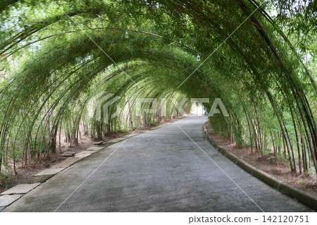 Bamboo Tunnel Path Serene Nature Walk Bamboo Tunnel Path Serene Nature Walk 142120751