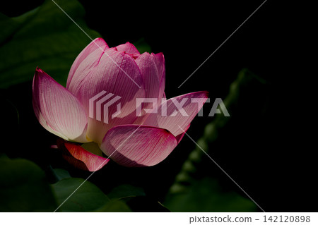 Pink lotus flowers floating in light and shadow in Shinobazu Pond Pink lotus flowers floating in light and shadow in Shinobazu Pond 142120898