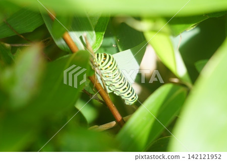 Swallowtail butterfly larva perched on a branch Swallowtail butterfly larva perched on a branch 142121952
