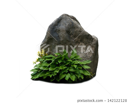Hosta bush against a huge stone isolated on white background Hosta bush against a huge stone isolated on white background 142122128