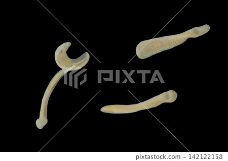 Freshwater Trematode Parasites: Clinostomum, Postorchigenes and Thapariella spp. for education in Lab. Freshwater Trematode Parasites: Clinostomum, Postorchigenes and Thapariella spp. for education in Lab. 142122158