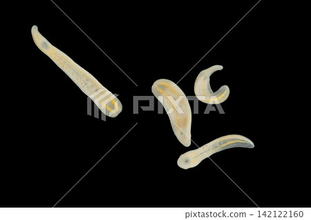 Freshwater Trematode Parasites: Clinostomum, Postorchigenes and Thapariella spp. for education in Lab. Freshwater Trematode Parasites: Clinostomum, Postorchigenes and Thapariella spp. for education in Lab. 142122160