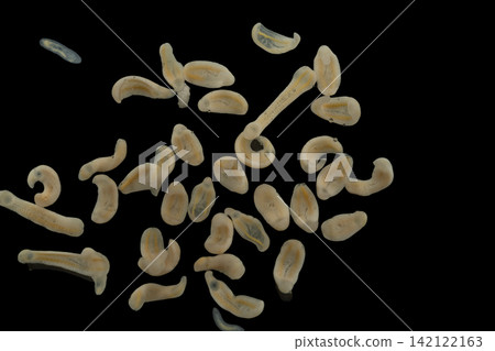 Freshwater Trematode Parasites: Clinostomum, Postorchigenes and Thapariella spp. for education in Lab. Freshwater Trematode Parasites: Clinostomum, Postorchigenes and Thapariella spp. for education in Lab. 142122163