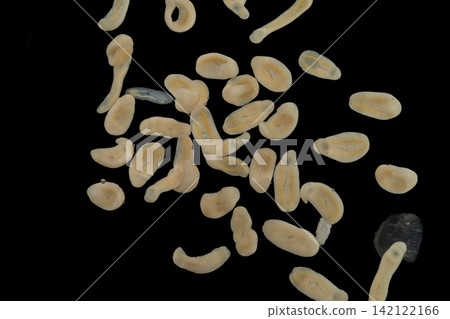 Freshwater Trematode Parasites: Clinostomum, Postorchigenes and Thapariella spp. for education in Lab. Freshwater Trematode Parasites: Clinostomum, Postorchigenes and Thapariella spp. for education in Lab. 142122166