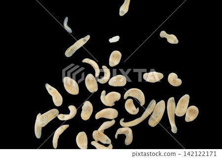 Freshwater Trematode Parasites: Clinostomum, Postorchigenes and Thapariella spp. for education in Lab. Freshwater Trematode Parasites: Clinostomum, Postorchigenes and Thapariella spp. for education in Lab. 142122171