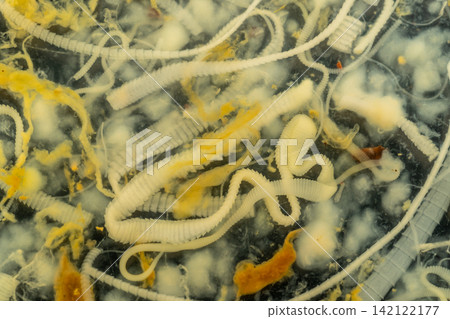Freshwater Trematode Parasites: Clinostomum, Postorchigenes and Thapariella spp. for education in Lab. Freshwater Trematode Parasites: Clinostomum, Postorchigenes and Thapariella spp. for education in Lab. 142122177