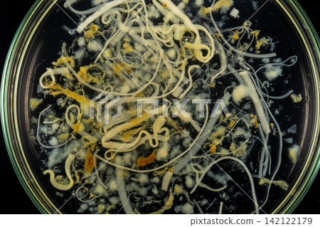 Freshwater Trematode Parasites: Clinostomum, Postorchigenes and Thapariella spp. for education in Lab. Freshwater Trematode Parasites: Clinostomum, Postorchigenes and Thapariella spp. for education in Lab. 142122179