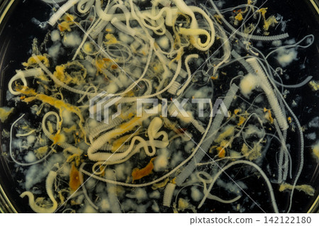 Freshwater Trematode Parasites: Clinostomum, Postorchigenes and Thapariella spp. for education in Lab. Freshwater Trematode Parasites: Clinostomum, Postorchigenes and Thapariella spp. for education in Lab. 142122180