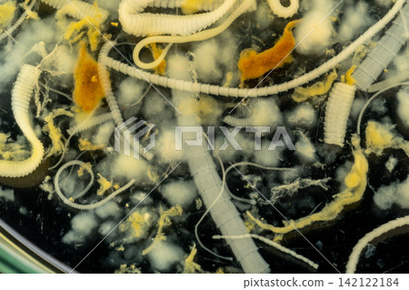 Freshwater Trematode Parasites: Clinostomum, Postorchigenes and Thapariella spp. for education in Lab. Freshwater Trematode Parasites: Clinostomum, Postorchigenes and Thapariella spp. for education in Lab. 142122184