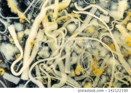 Freshwater Trematode Parasites: Clinostomum, Postorchigenes and Thapariella spp. for education in Lab. Freshwater Trematode Parasites: Clinostomum, Postorchigenes and Thapariella spp. for education in Lab. 142122190