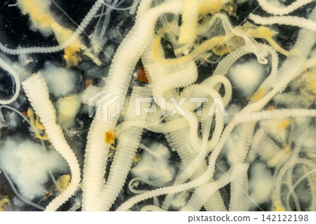 Freshwater Trematode Parasites: Clinostomum, Postorchigenes and Thapariella spp. for education in Lab. Freshwater Trematode Parasites: Clinostomum, Postorchigenes and Thapariella spp. for education in Lab. 142122198