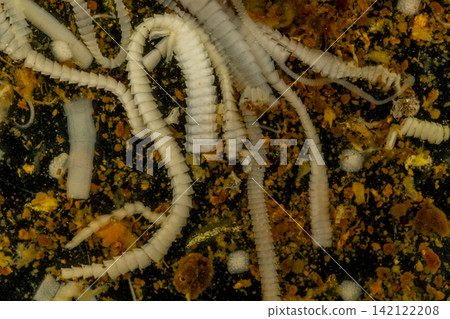Freshwater Trematode Parasites: Clinostomum, Postorchigenes and Thapariella spp. for education in Lab. Freshwater Trematode Parasites: Clinostomum, Postorchigenes and Thapariella spp. for education in Lab. 142122208