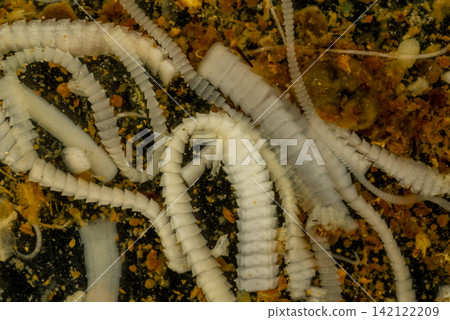 Freshwater Trematode Parasites: Clinostomum, Postorchigenes and Thapariella spp. for education in Lab. Freshwater Trematode Parasites: Clinostomum, Postorchigenes and Thapariella spp. for education in Lab. 142122209