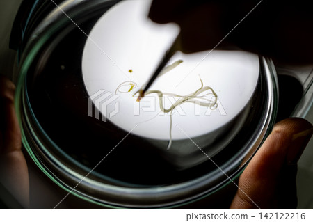 Freshwater Trematode Parasites: Clinostomum, Postorchigenes and Thapariella spp. for education in Lab. Freshwater Trematode Parasites: Clinostomum, Postorchigenes and Thapariella spp. for education in Lab. 142122216