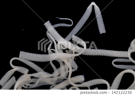 Freshwater Trematode Parasites: Clinostomum, Postorchigenes and Thapariella spp. for education in Lab. 142122230