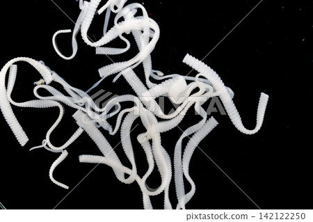 Freshwater Trematode Parasites: Clinostomum, Postorchigenes and Thapariella spp. for education in Lab. Freshwater Trematode Parasites: Clinostomum, Postorchigenes and Thapariella spp. for education in Lab. 142122250