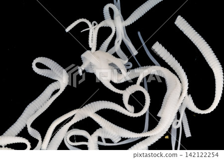 Freshwater Trematode Parasites: Clinostomum, Postorchigenes and Thapariella spp. for education in Lab. Freshwater Trematode Parasites: Clinostomum, Postorchigenes and Thapariella spp. for education in Lab. 142122254