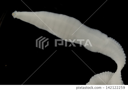 Freshwater Trematode Parasites: Clinostomum, Postorchigenes and Thapariella spp. for education in Lab. Freshwater Trematode Parasites: Clinostomum, Postorchigenes and Thapariella spp. for education in Lab. 142122259
