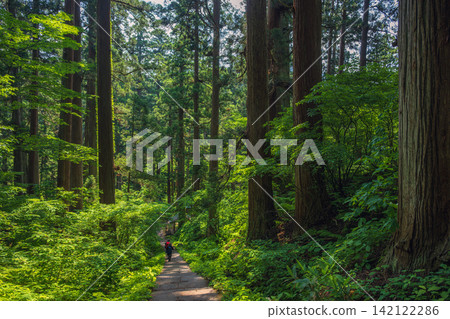 Haguro Shrine, Yamagata Prefecture: Step-Child Slope amidst a cedar grove Haguro Shrine, Yamagata Prefecture: Step-Child Slope amidst a cedar grove 142122286