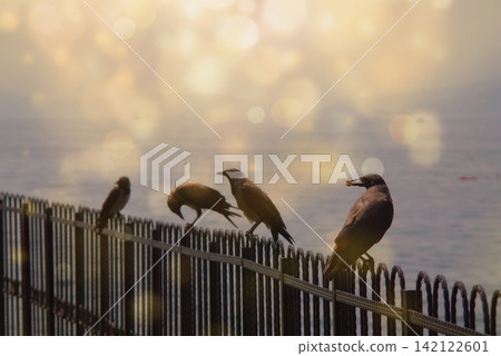 A flock of crows perching on a dark metal railing by the ocean, illuminated by a warm bokeh light overlay. A flock of crows perching on a dark metal railing by the ocean, illuminated by a warm bokeh light overlay. 142122601