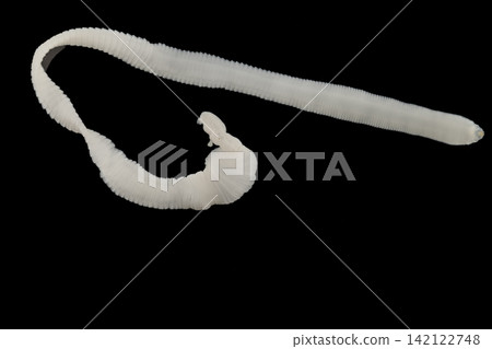Freshwater Trematode Parasites: Clinostomum, Postorchigenes and Thapariella spp. for education in Lab. Freshwater Trematode Parasites: Clinostomum, Postorchigenes and Thapariella spp. for education in Lab. 142122748
