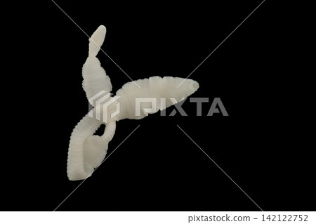 Freshwater Trematode Parasites: Clinostomum, Postorchigenes and Thapariella spp. for education in Lab. Freshwater Trematode Parasites: Clinostomum, Postorchigenes and Thapariella spp. for education in Lab. 142122752