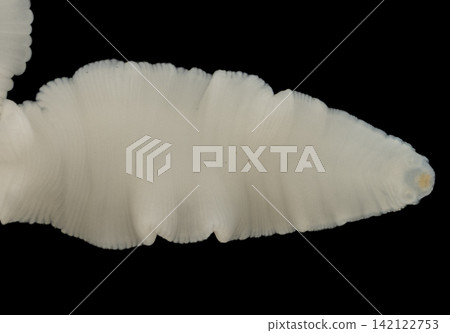 Freshwater Trematode Parasites: Clinostomum, Postorchigenes and Thapariella spp. for education in Lab. Freshwater Trematode Parasites: Clinostomum, Postorchigenes and Thapariella spp. for education in Lab. 142122753