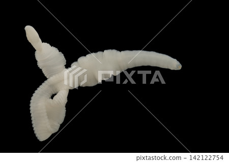 Freshwater Trematode Parasites: Clinostomum, Postorchigenes and Thapariella spp. for education in Lab. Freshwater Trematode Parasites: Clinostomum, Postorchigenes and Thapariella spp. for education in Lab. 142122754