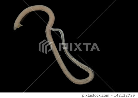 Freshwater Trematode Parasites: Clinostomum, Postorchigenes and Thapariella spp. for education in Lab. Freshwater Trematode Parasites: Clinostomum, Postorchigenes and Thapariella spp. for education in Lab. 142122759