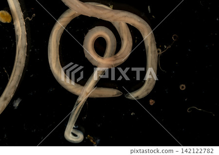 Freshwater Trematode Parasites: Clinostomum, Postorchigenes and Thapariella spp. for education in Lab. Freshwater Trematode Parasites: Clinostomum, Postorchigenes and Thapariella spp. for education in Lab. 142122782