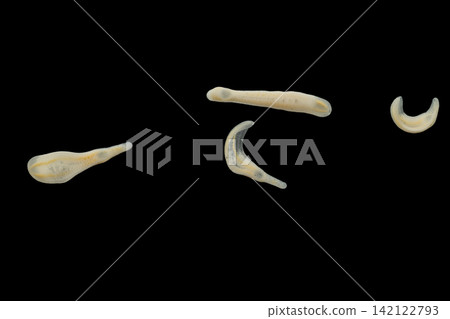 Freshwater Trematode Parasites: Clinostomum, Postorchigenes and Thapariella spp. for education in Lab. Freshwater Trematode Parasites: Clinostomum, Postorchigenes and Thapariella spp. for education in Lab. 142122793