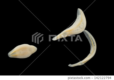 Freshwater Trematode Parasites: Clinostomum, Postorchigenes and Thapariella spp. for education in Lab. Freshwater Trematode Parasites: Clinostomum, Postorchigenes and Thapariella spp. for education in Lab. 142122794