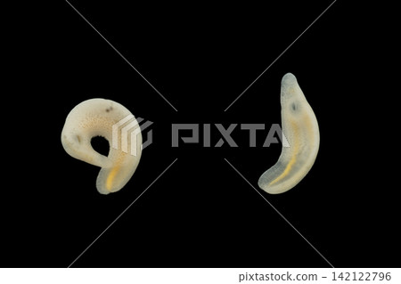 Freshwater Trematode Parasites: Clinostomum, Postorchigenes and Thapariella spp. for education in Lab. Freshwater Trematode Parasites: Clinostomum, Postorchigenes and Thapariella spp. for education in Lab. 142122796
