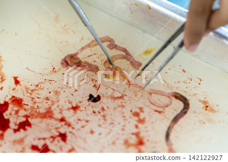 Freshwater Trematode Parasites: Clinostomum, Postorchigenes and Thapariella spp. for education in Lab. Freshwater Trematode Parasites: Clinostomum, Postorchigenes and Thapariella spp. for education in Lab. 142122927