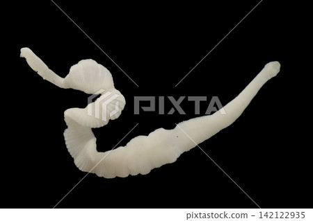 Freshwater Trematode Parasites: Clinostomum, Postorchigenes and Thapariella spp. for education in Lab. Freshwater Trematode Parasites: Clinostomum, Postorchigenes and Thapariella spp. for education in Lab. 142122935