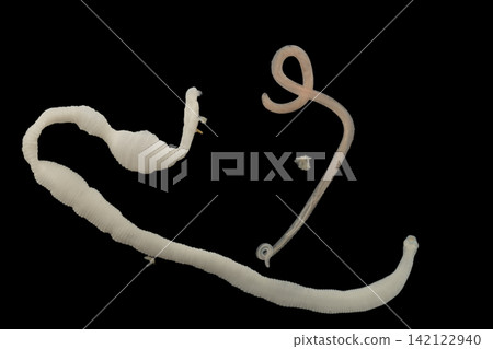 Freshwater Trematode Parasites: Clinostomum, Postorchigenes and Thapariella spp. for education in Lab. Freshwater Trematode Parasites: Clinostomum, Postorchigenes and Thapariella spp. for education in Lab. 142122940