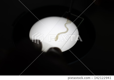 Freshwater Trematode Parasites: Clinostomum, Postorchigenes and Thapariella spp. for education in Lab. Freshwater Trematode Parasites: Clinostomum, Postorchigenes and Thapariella spp. for education in Lab. 142122941