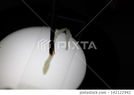Freshwater Trematode Parasites: Clinostomum, Postorchigenes and Thapariella spp. for education in Lab. Freshwater Trematode Parasites: Clinostomum, Postorchigenes and Thapariella spp. for education in Lab. 142122942