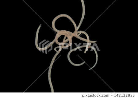 Freshwater Trematode Parasites: Clinostomum, Postorchigenes and Thapariella spp. for education in Lab. Freshwater Trematode Parasites: Clinostomum, Postorchigenes and Thapariella spp. for education in Lab. 142122953