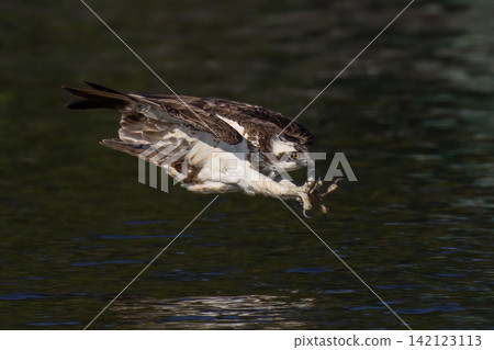 Beautiful bird in Asian, It is a kind of bird found in Thailand. Beautiful bird in Asian, It is a kind of bird found in Thailand. 142123113