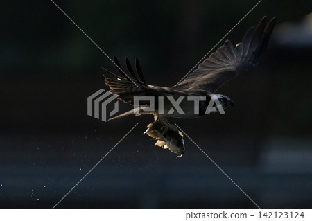Beautiful bird in Asian, It is a kind of bird found in Thailand. Beautiful bird in Asian, It is a kind of bird found in Thailand. 142123124