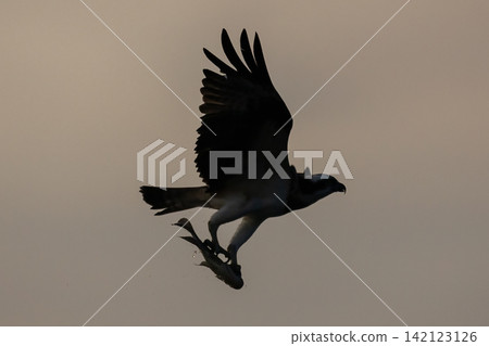 Beautiful bird in Asian, It is a kind of bird found in Thailand. Beautiful bird in Asian, It is a kind of bird found in Thailand. 142123126