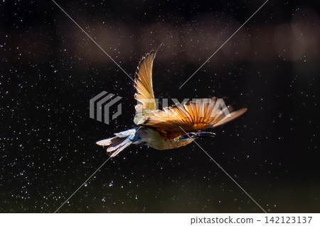 Beautiful bird in Asian, It is a kind of bird found in Thailand. Beautiful bird in Asian, It is a kind of bird found in Thailand. 142123137